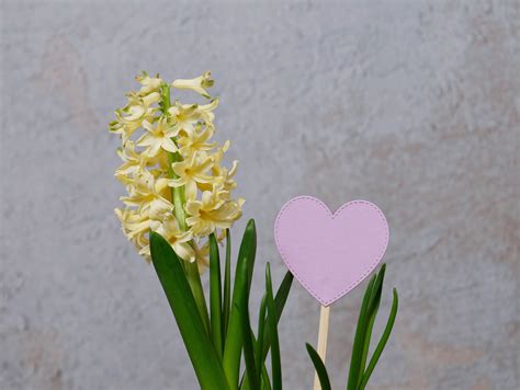 15 Insulting Flowers That Represent Hatred and Dislike - A-Z Animals