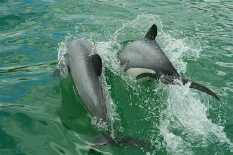 Meet the Māui dolphin | Conservation blog