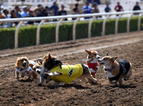 Corgi Dog Races