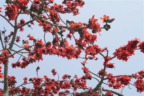 Free photo: Bombax Ceiba, Silk Cotton, Flower - Free Image on Pixabay - 55178