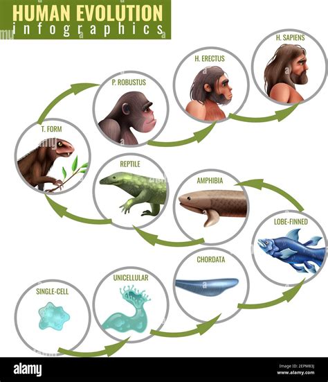 Evolution Of Humans Labeled