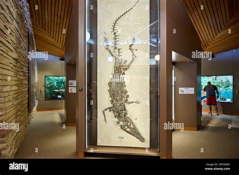 interior shot of Visitor Center of Fossil Butte National Monument, Wyoming, United States of ...