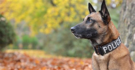 'Retirement home' set up for police dogs in Gujarat