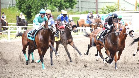 Horses off the starting gate at Hastings Racecourse. | Horses, Horse racing, Racing photos