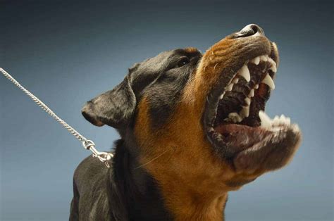 Are Rottweilers Dangerous Dogs? (To Owners and Other Dogs) | Dog ...