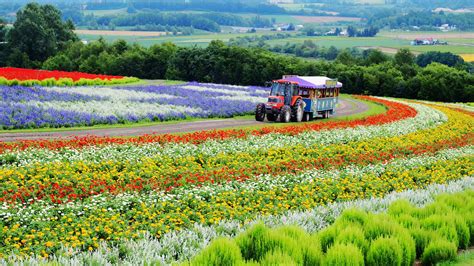 Flower Land | Japan, Flowers, Japan travel