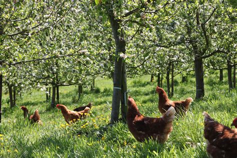 Organic Eggs – Stream Farm