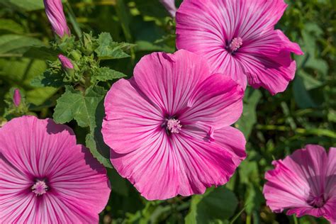 How to Grow Lavatera - Tree Mallow