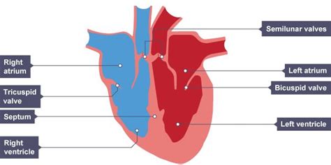 Structure of the cardiovascular system - Cardiovascular system - AQA - GCSE Physical Education ...