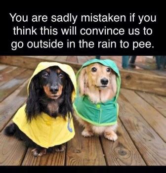 Friday Funny: Rain, Rain Go Away! | Doggies.com Dog Blog