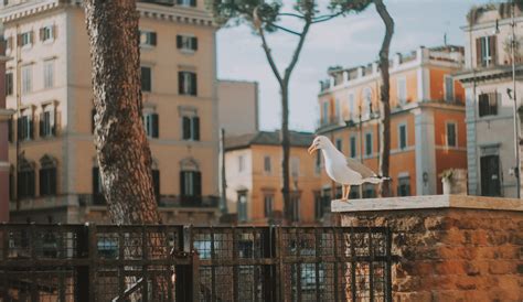 Perched Seagull · Free Stock Photo