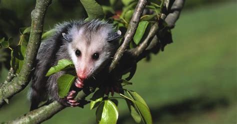 What Do Possums Eat? Can You Feed Baby Possums?