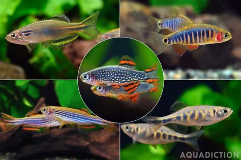 Rare Fish Species List