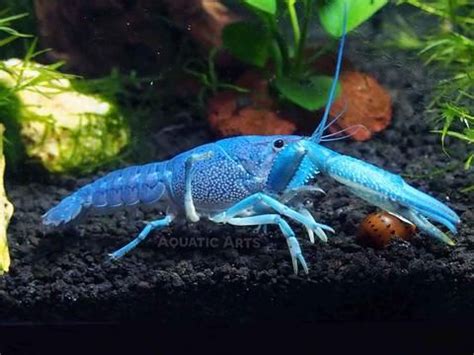 Not only is the Electric Blue Crayfish simply gorgeous, it is also very active and fascinating ...