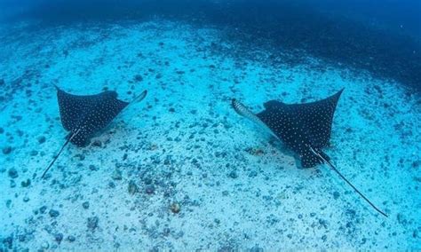 Culebra Snorkeling Tour with Visit to Flamenco Beach