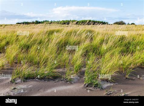 Dune grasses; Fort Stevens State Park; Pacific Ocean; Oregon coast; near Warrenton; Oregon; USA ...