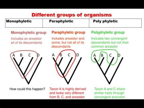 8. Monophyletic paraphyletic and polyphyletic group - YouTube