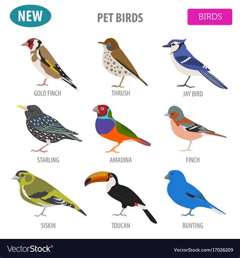 Pet birds collection breeds icon set flat style Vector Image