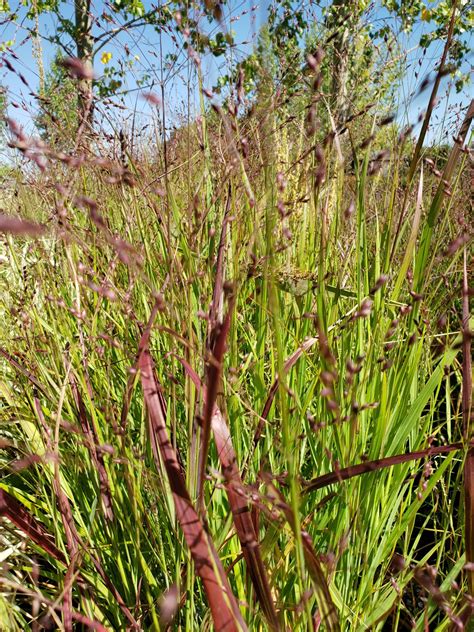 Switch Grass – Shenandoah – Cheyenne Tree Farm – Trees, Shrubs, Perennials – Edmonton Nursery ...