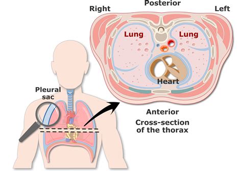 Pleural cavity and pleura: anatomy and types of pleura | GetBodySmart