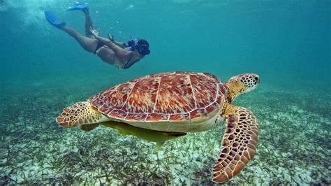 Akumal Turtles Tour - Vip Riviera Maya