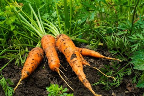 Frische Geerntete Karotten Aus Den Grund Im Garten Stockbild - Bild von orange, wachstum: 74261865