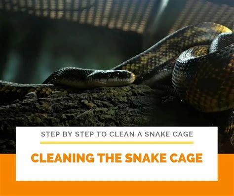 8 Step By Step to clean a snake cage