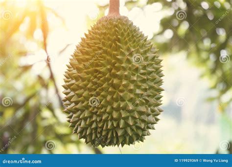 Durian Farm , Musang King in Focus Stock Image - Image of asia, nutrition: 119929369