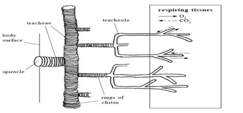 Trachea In Insects