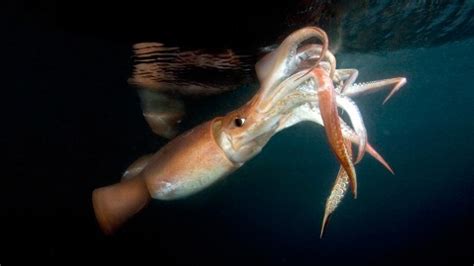 Discovery to Air First Video of Giant Squid - ABC News