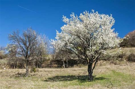 All About the Flatwood Plum - Minneopa Orchards