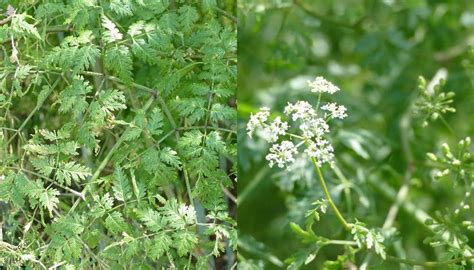 Poison hemlock identification and control - Agriculture