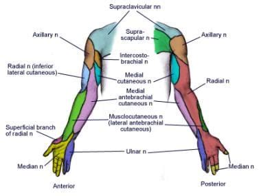 Supraclavicular Nerve Block: Background, Indications, Contraindications