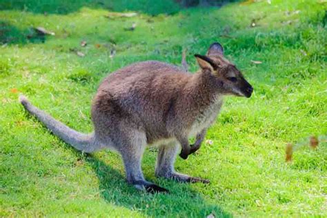 Wallaby Vs. Kangaroo: The Main Differences | Misfit Animals