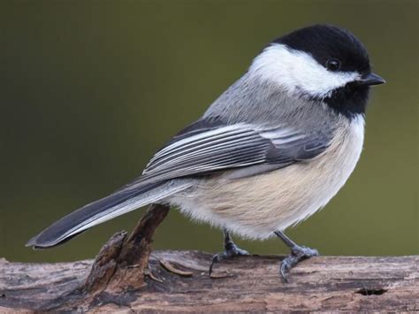 Parus Atricapillus - Black-capped Chickadee