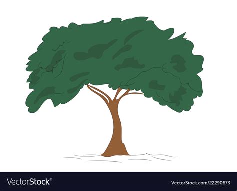 Big tree drawing color Royalty Free Vector Image