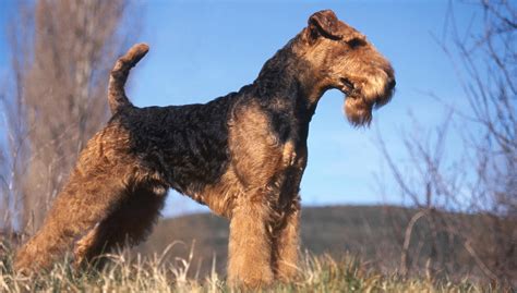 Are Airedale Terriers Good Guard Dogs