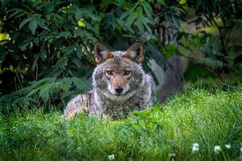 Coyote Habitat (With Examples) | Assorted Animals