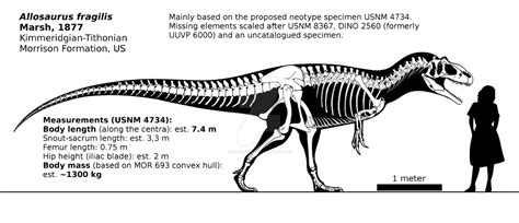 Allosaurus fragilis skeletal reconstruction. by randomdinos on ...