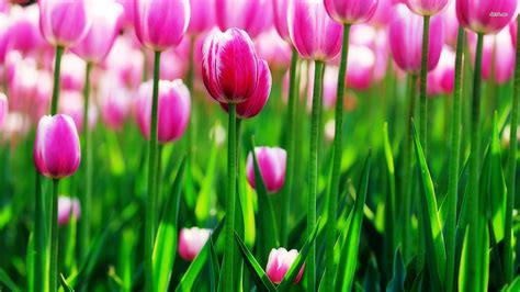 15 Best spring wallpaper tulips You Can Use It At No Cost - Aesthetic Arena