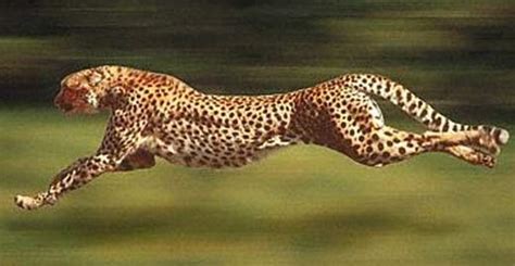 Cheetah - World's Fastest Runner | Animal Pictures and Facts | FactZoo.com