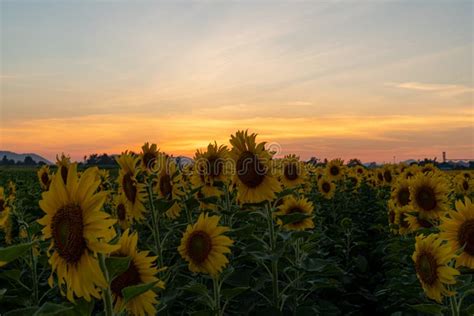 Evening Sunset in the Sunflower Garden Stock Photo - Image of summer, green: 209750586