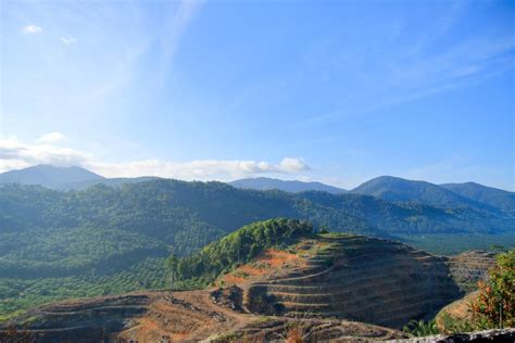 Can the Alarming Effects of Deforestation in Brazil Be Overcome? - Help ...