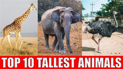 TOP 10 Tallest Animals in The World | Which is The Tallest Animal in ...