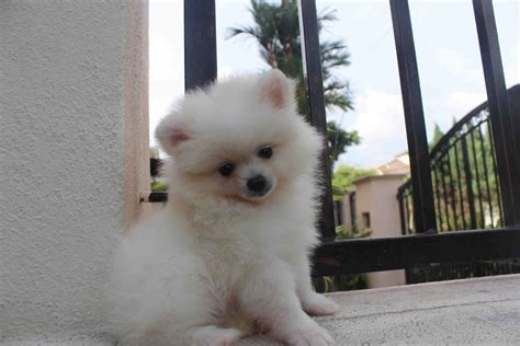 LovelyPuppy: 20131023 Mini White Pomeranian Puppy