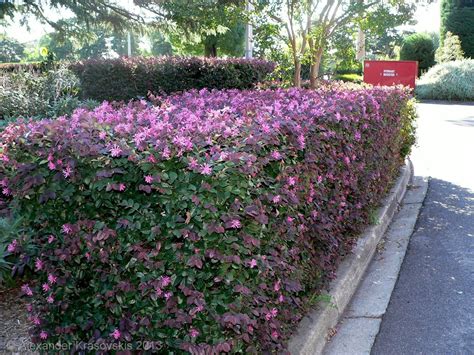 Loropetalum chinense 'China Pink' - Full Sun Loving Hedge