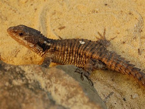 East African spiny tailed lizard - Alchetron, the free social encyclopedia