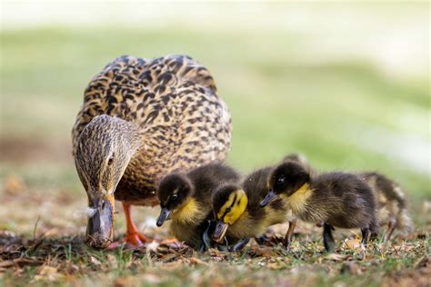 The Ultimate Duck Feeding Guide - The Happy Chicken Coop