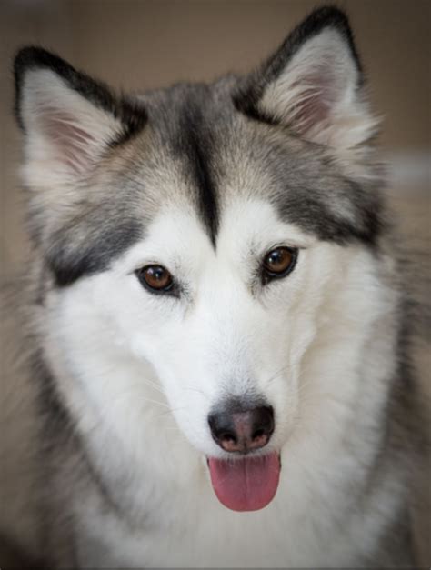 Six Stunning Siberian Husky Coat Colors - Dog Discoveries