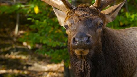 close large elk antlers Stock Footage Video (100% Royalty-free) 12311480 | Shutterstock